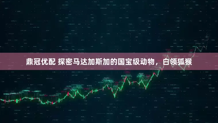 鼎冠优配 探密马达加斯加的国宝级动物，白领狐猴